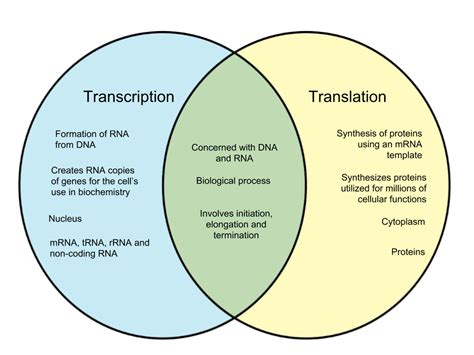 transcription vs translation diagram